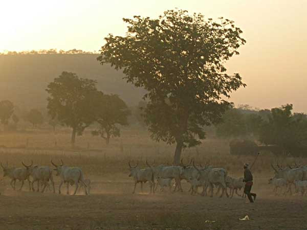 Infratel tests Starlink in Nigeria as backhaul option for rural NuRAN sites
