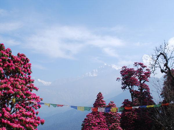 Nepal Telecom to end WiMAX service this year